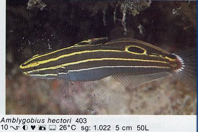 Amblygobius hectori